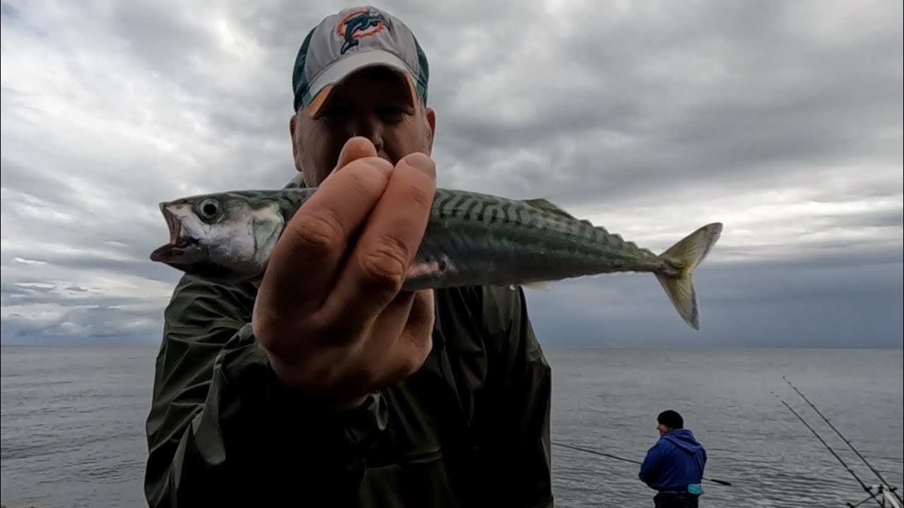 Fishing on Anglesey - 15/6/24 - First Tope session of the year