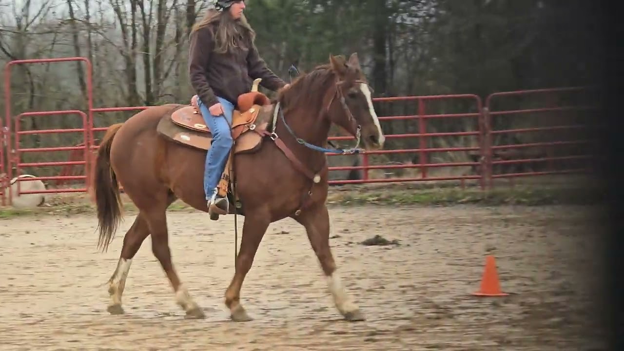 Qh gelding 