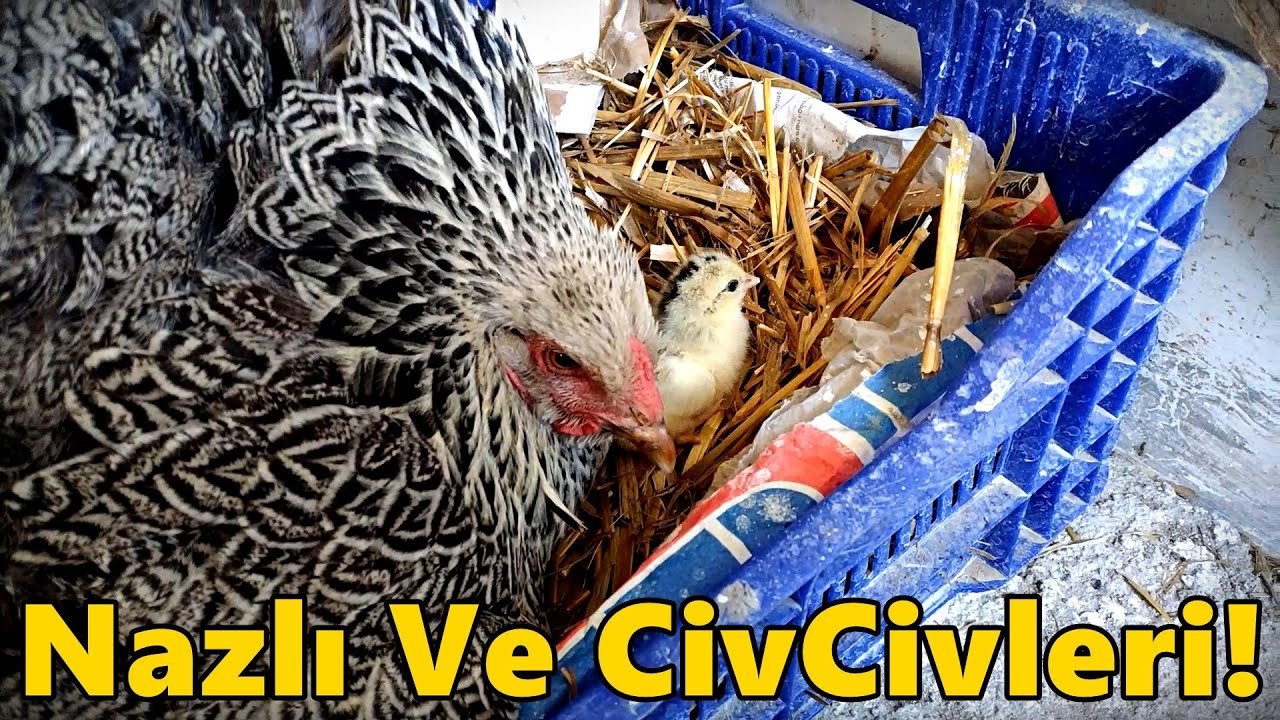 Nazlının CivCivleri Çıktı!-Dark Brahma Doldu Şükür!-#Tekirdağ#civciv#brahma#gurk#ördek#hindi