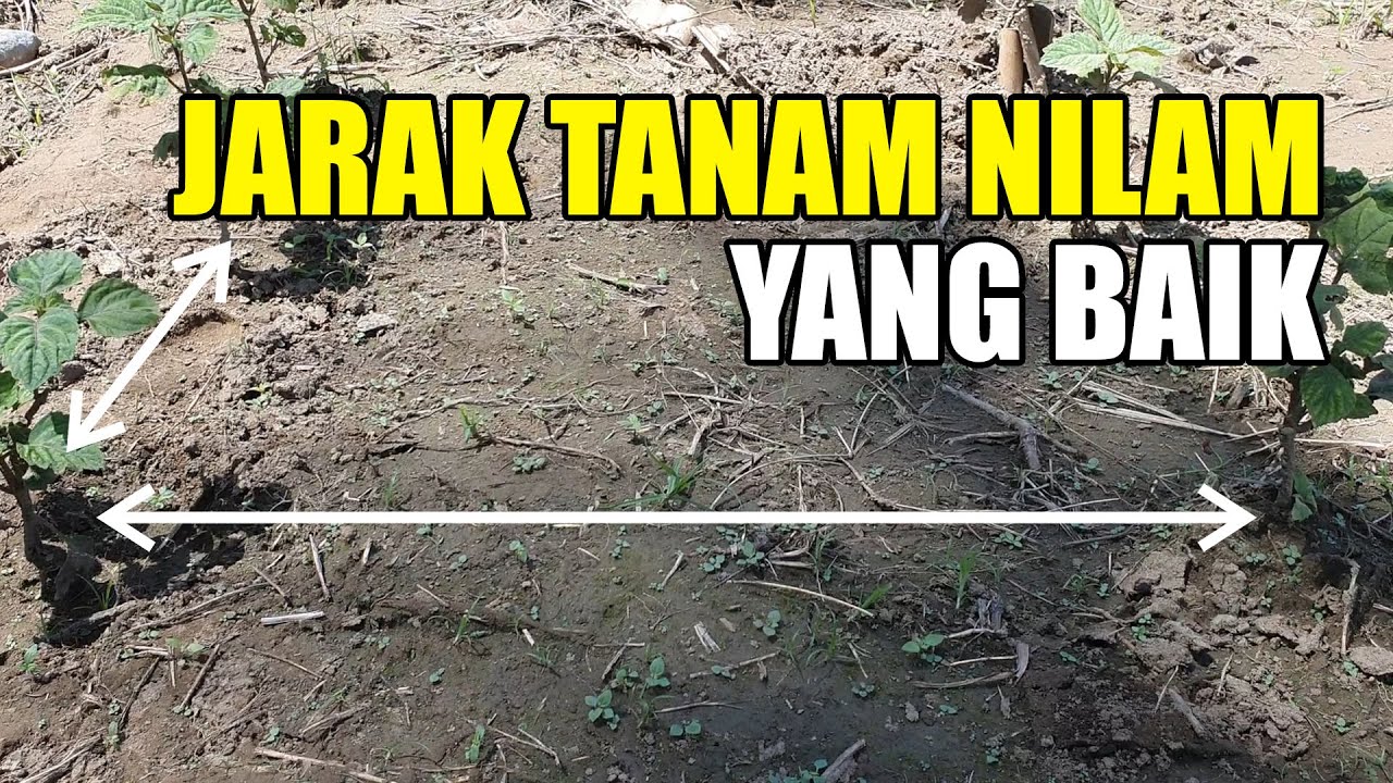Jarak Tanam Nilam yang Baik