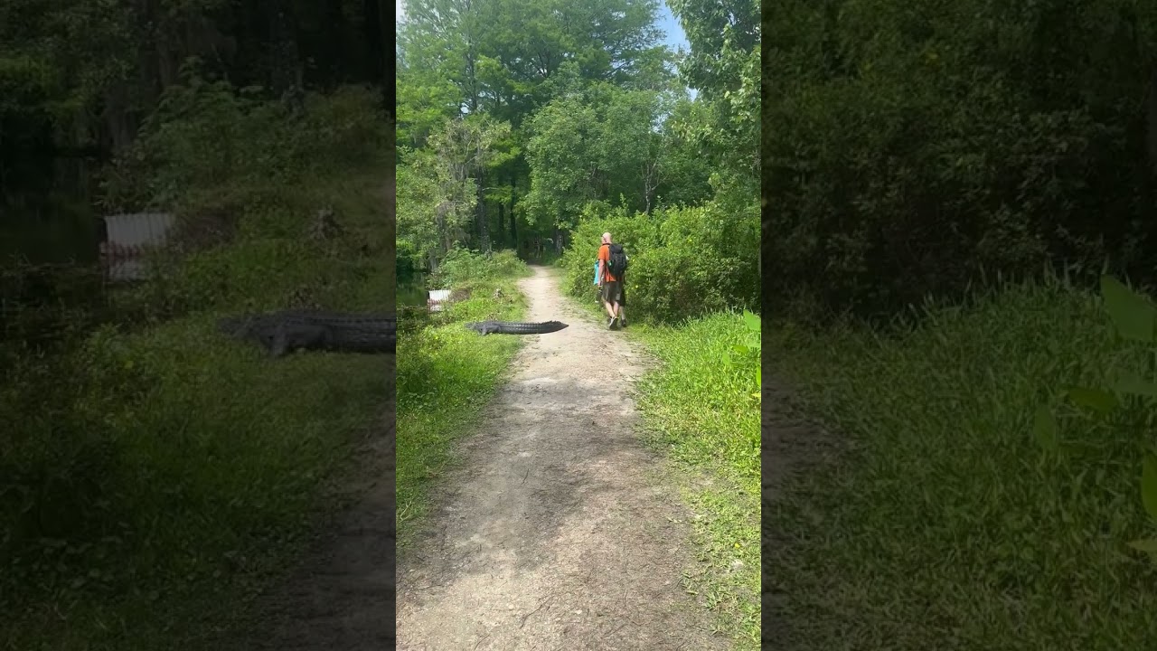 Naples, Florida family hikes past 7-foot alligator: a close encounter