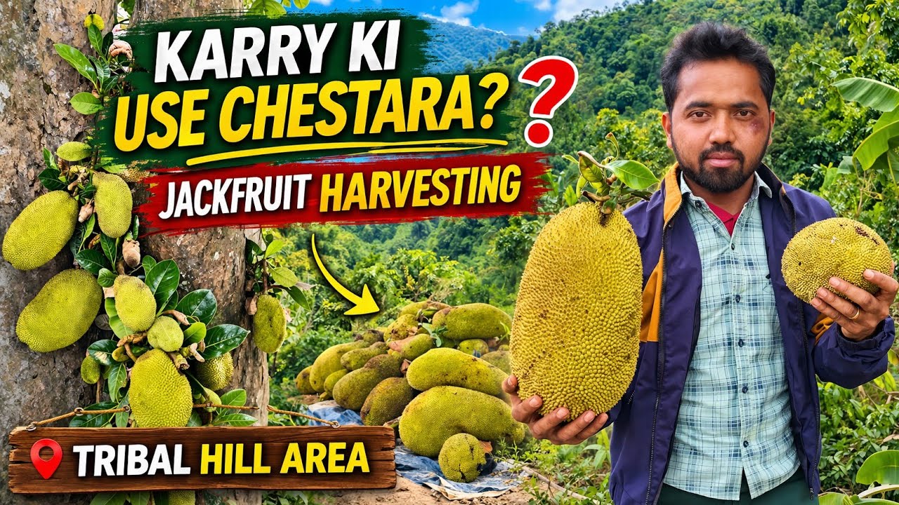 అడవిలో బంగారు పనస కాయలు? 😱 You Won’t Believe These Giant Jackfruits! #naturefood #tribalfood panasa