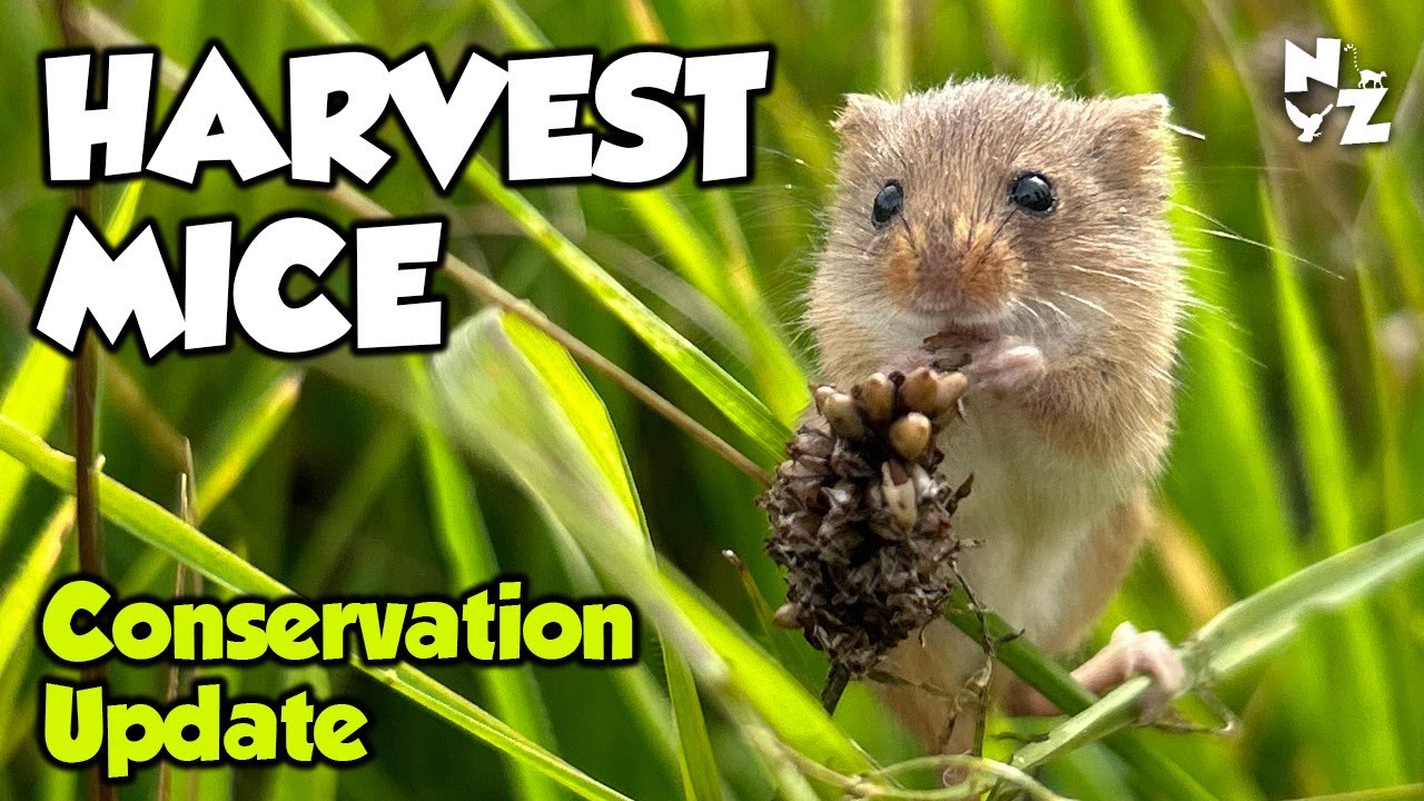 Harvest Mice bred and released in Northumberland