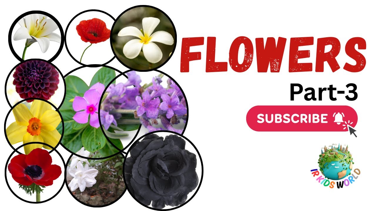 Flowers Name (Part-3) | Learn Flowers Name in English & Uses | 10 Flowers Name | IR KIDS WORLD