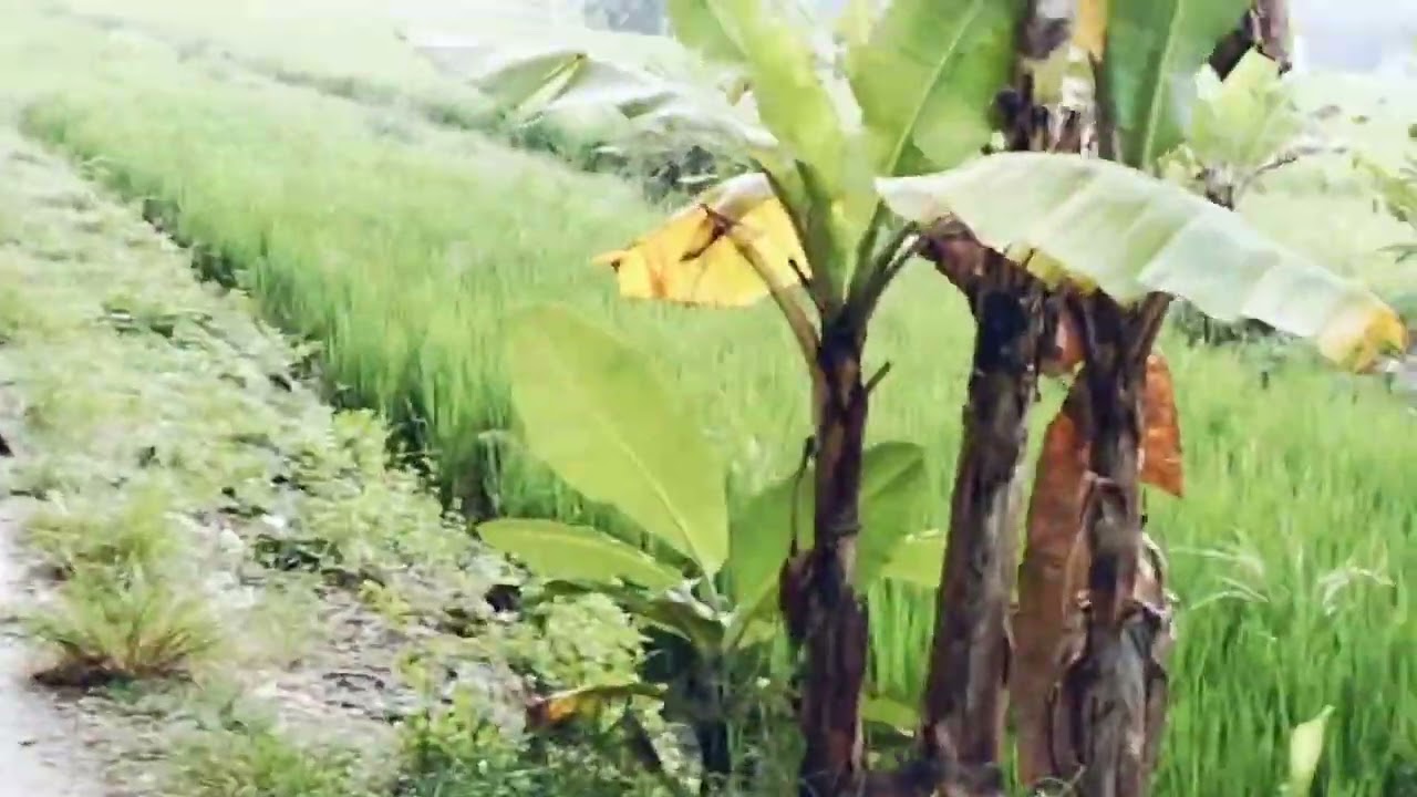 Bekas jalan kereta api Blora Cepu km 6 jepon