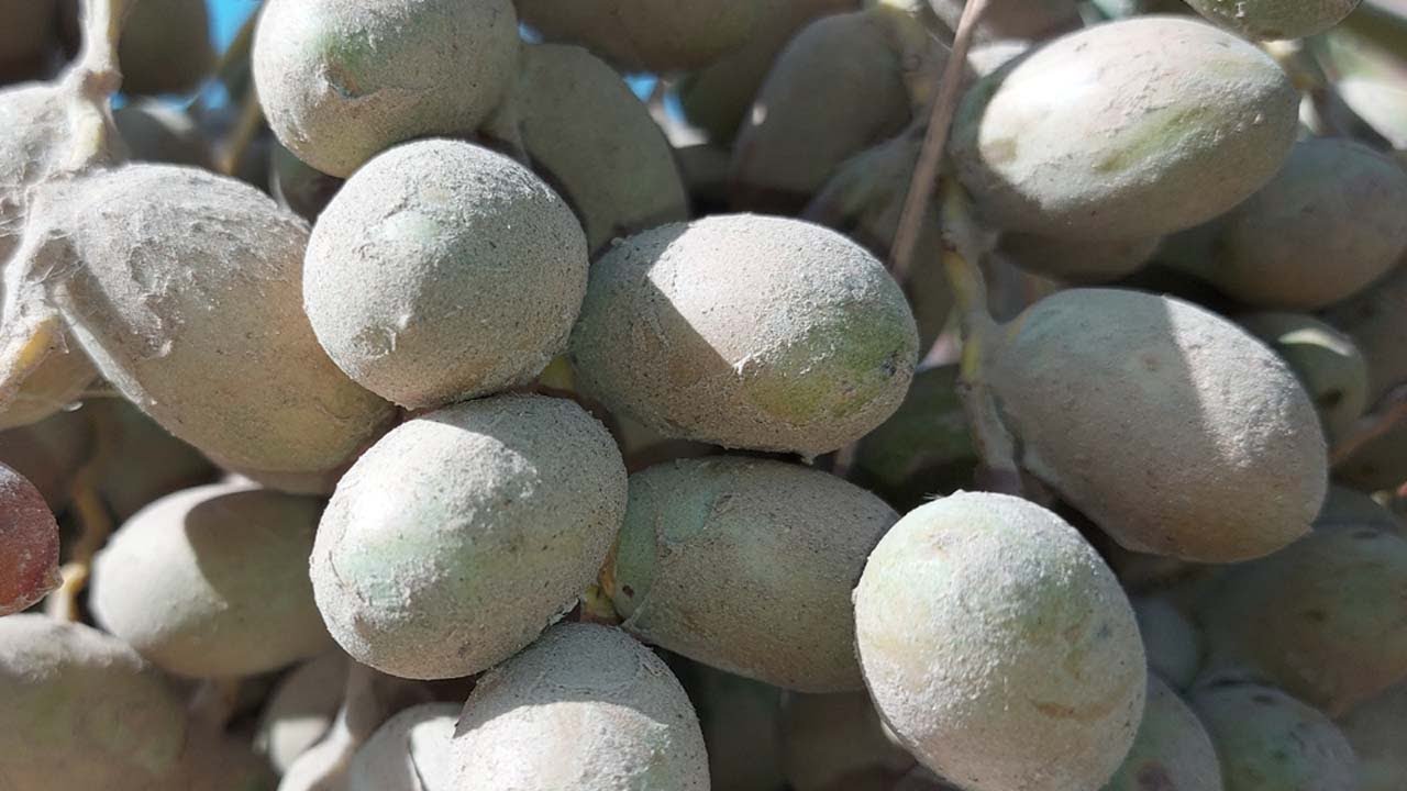 القضاء وابادة العنكبوت الاحمر حلم الغبار اوابوغبير , الاكاروس