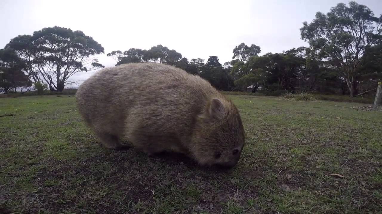 Wombats on Maria Island