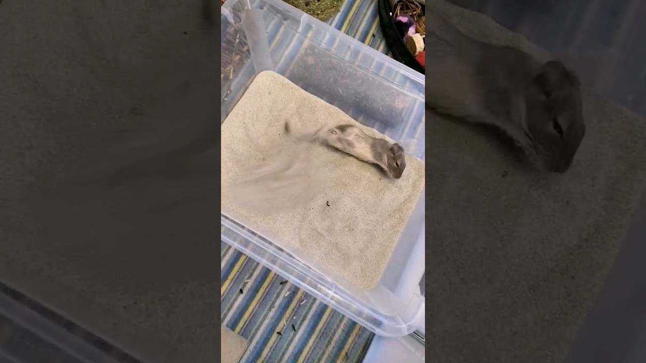 Lucy🧡  so cute&hearts;️&hearts;️ the life of degus‼️‼️#sandbath #baby #funny #animals #degu #pet #shorts