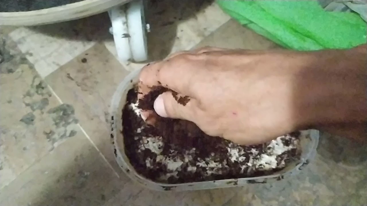 живые корма дома,гриндальский червь