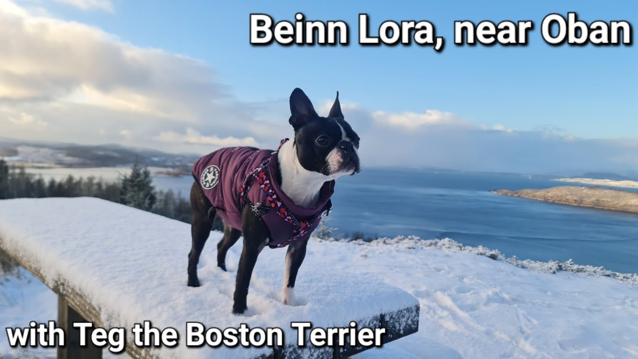 Winter Walk to Beinn Lora | Snowy Hike Near Oban, Scotland with Teg the Boston Terrier
