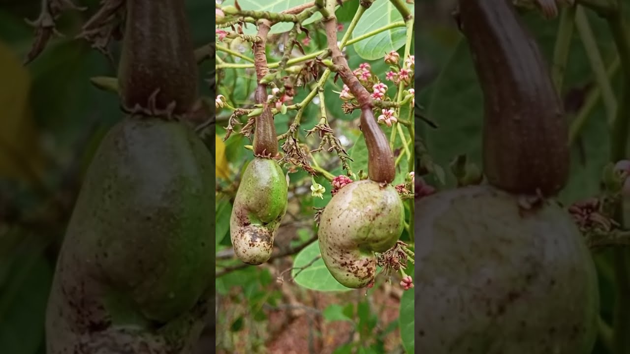 പ്രകൃതി നൽകിയ മധുരം, സ്വർഗ്ഗാനുഭവം | Tasting the Sweetness of Nature | Kerala Village Life