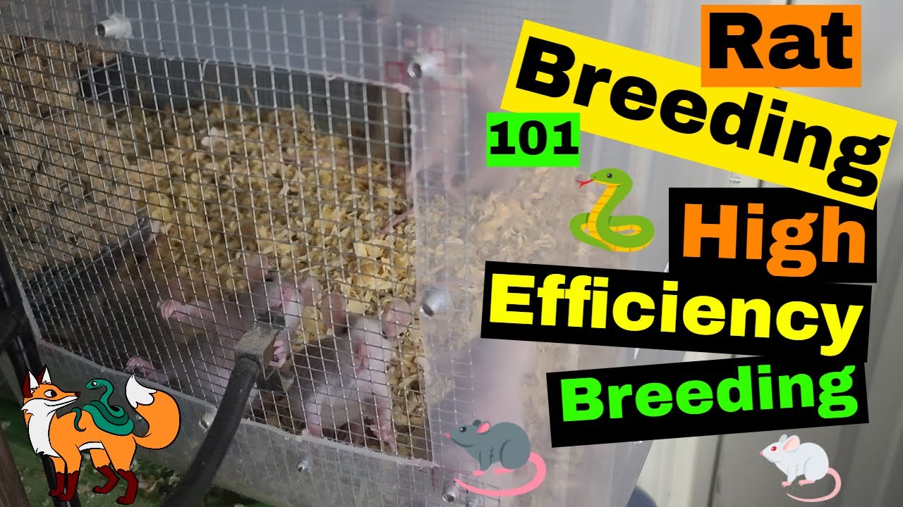 Rat Breeding 101 - High Efficiency Breeding