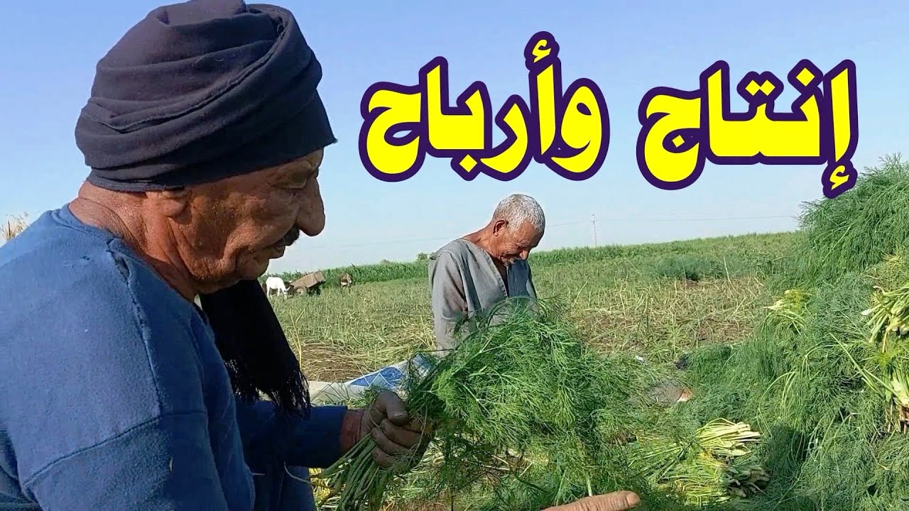 انتاج وارباح فدان الشبت اوالشمار☝2023م وقبل 15 سنة