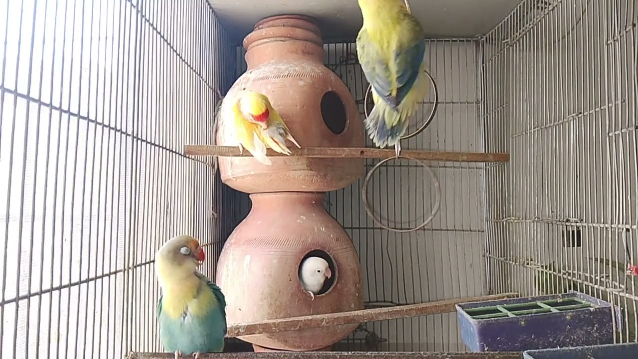 Lucky Lovebirds daily amazing moments forever 🥳🦜🐦🕊️