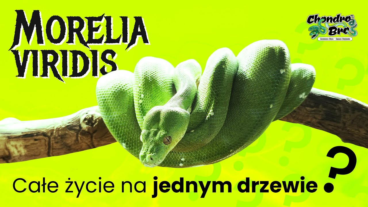 Morelia Viridis Pyton Zielony • Całe życie na jednym drzewie?