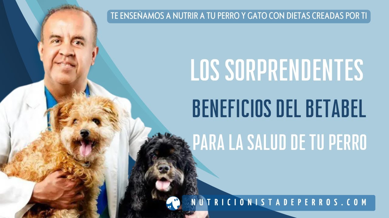 Los Sorprendentes Beneficios de la Betabel o Remolacha para la Salud de Tu Perro y la Tuya