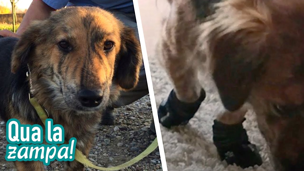 Questo cane dalle zampette storte è in grado di fare molto più di quanto immagini! | QUA LA ZAMPA