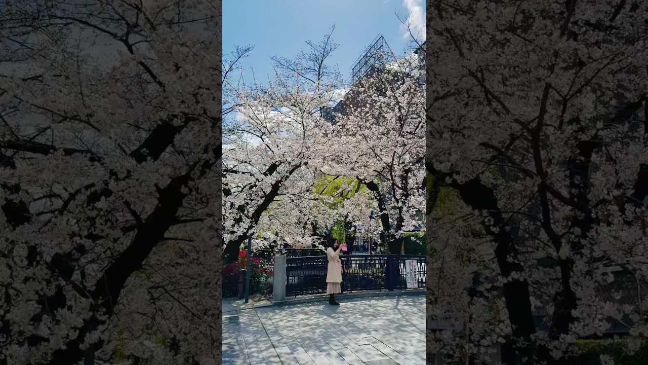 Lovely Sakura 🌸 in Kyoto 🇯🇵 #travel #sakura