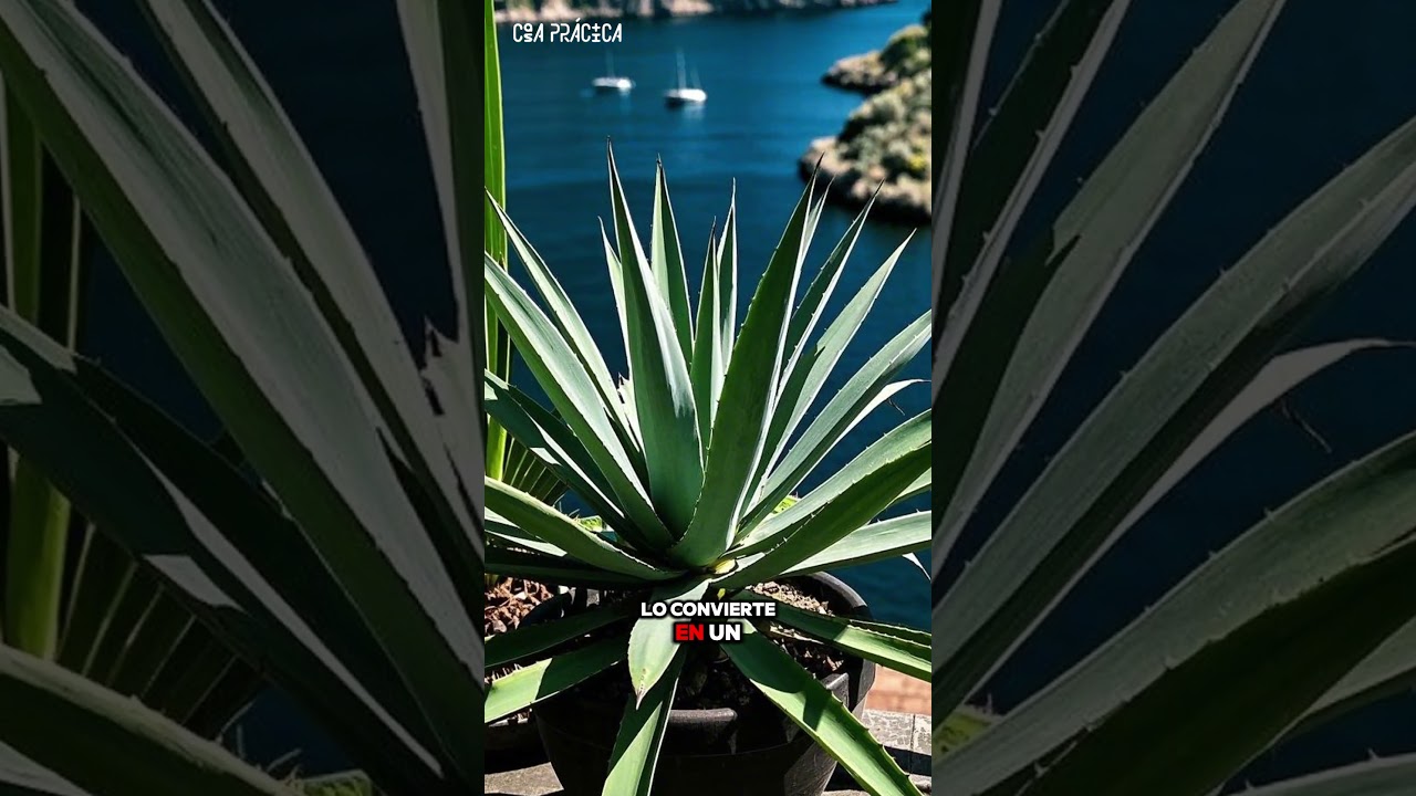 Agave: La planta perfecta para jardines secos y sin mantenimiento 🌿