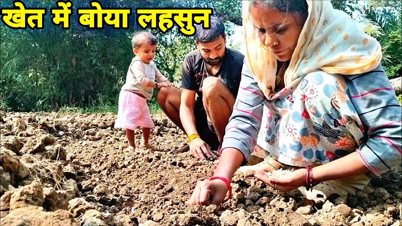 खेत में बोया लहसुन और लाये इतने सारी लकड़ियां नहर के पार से  #गांवकेवलोग 