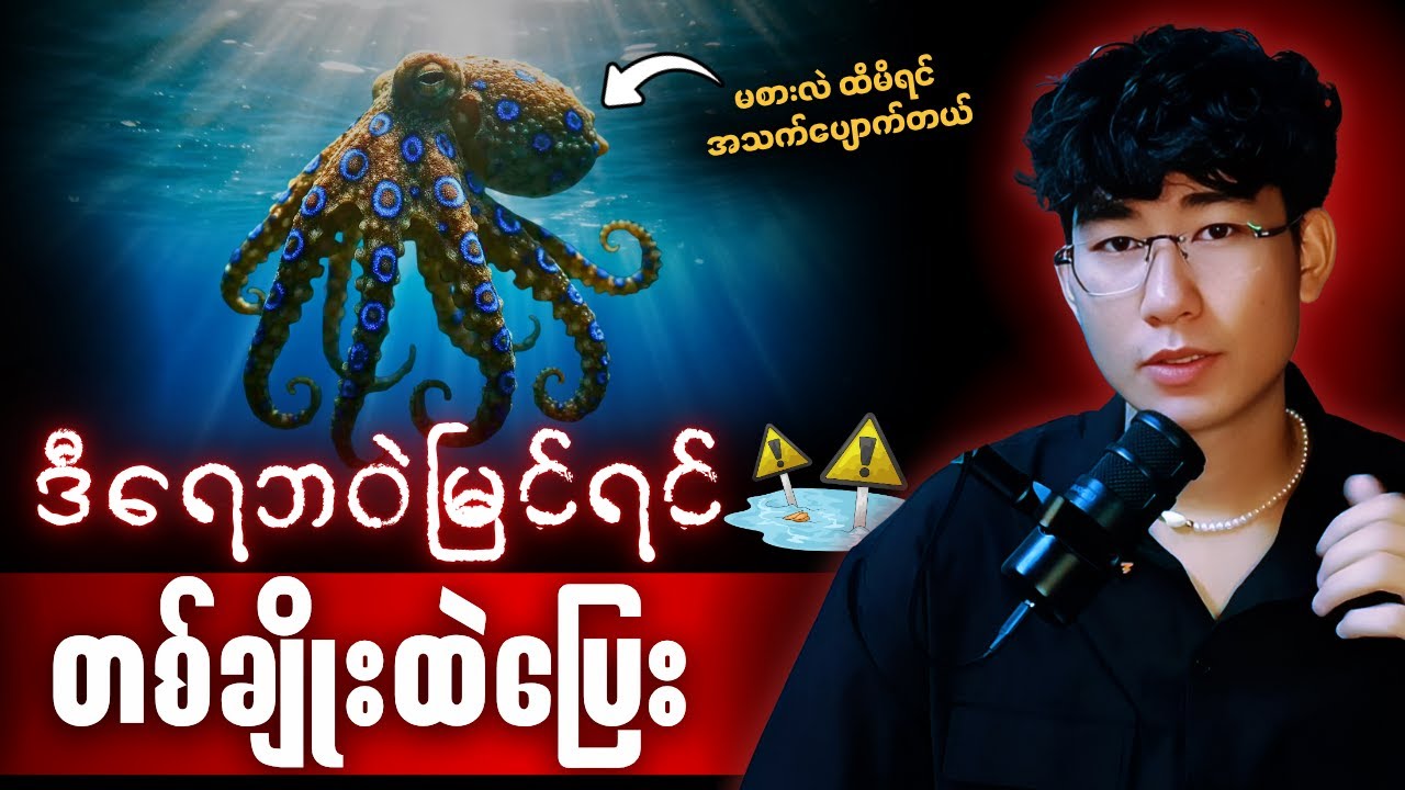 Blue-Ringed Octopus Explained ! အဆိပ်ပြင်းရေဘဝဲ