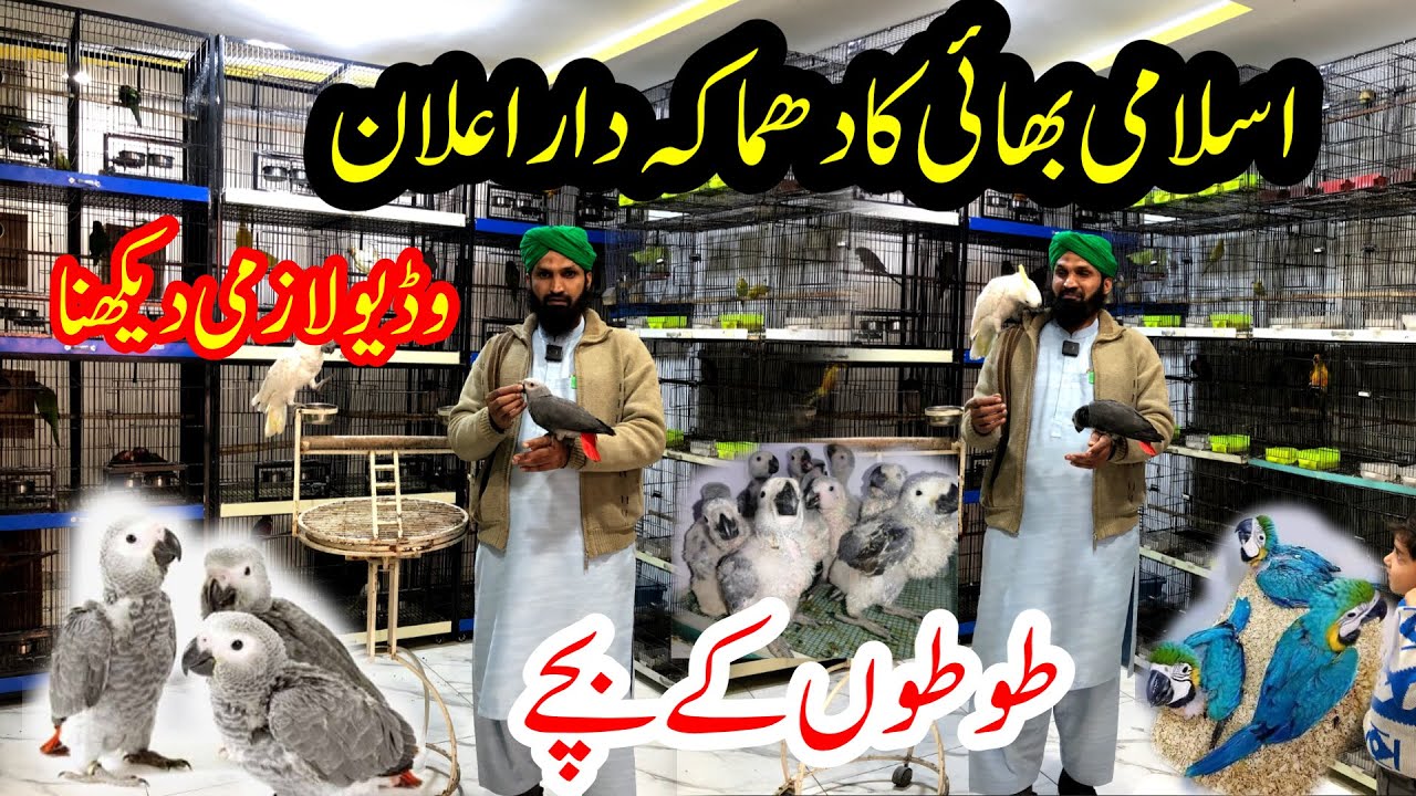 African grey,Macaw,yellows ringneck & raw parrot chick| Talking Parrot Chicks | Birds Market