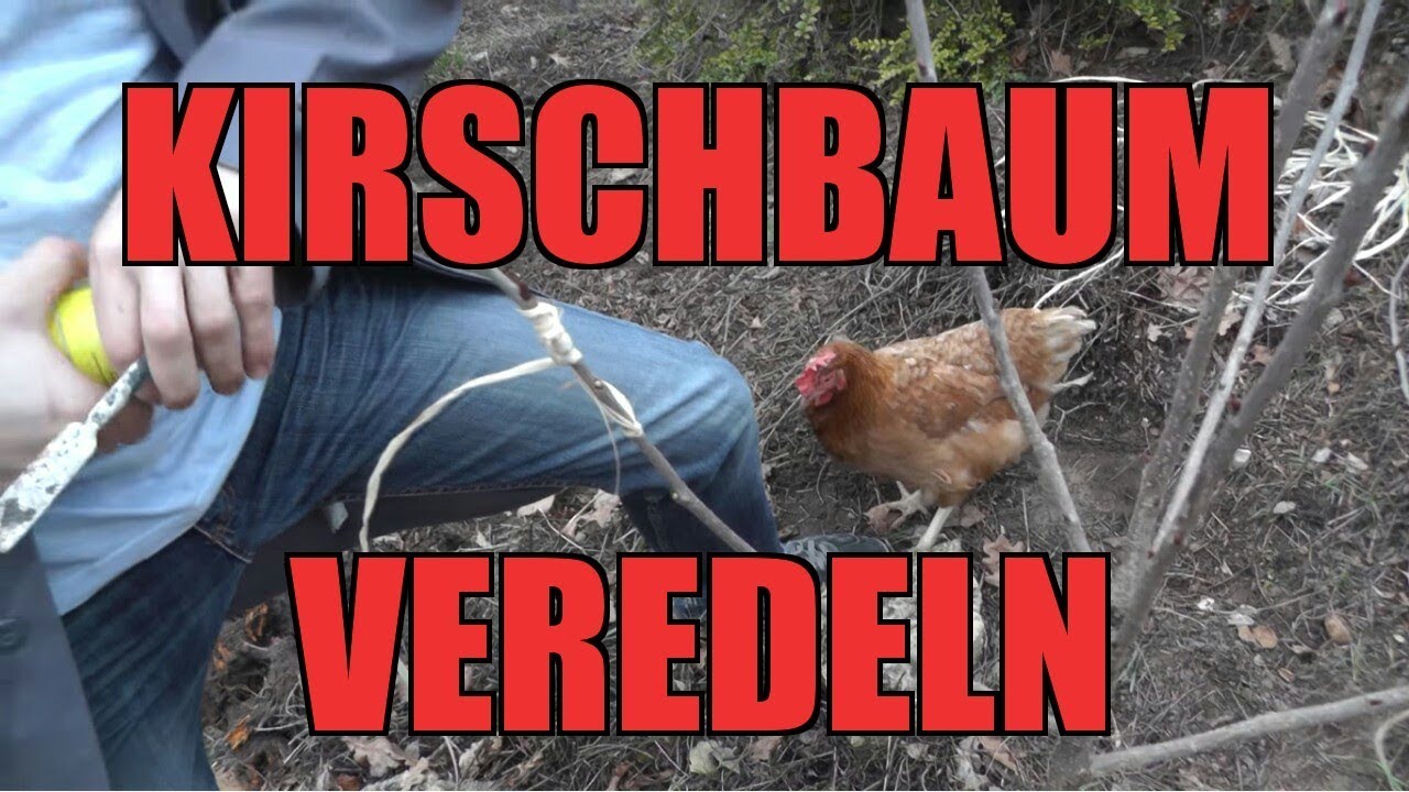 Kirschbaum VEREDELN || So wird`s gemacht