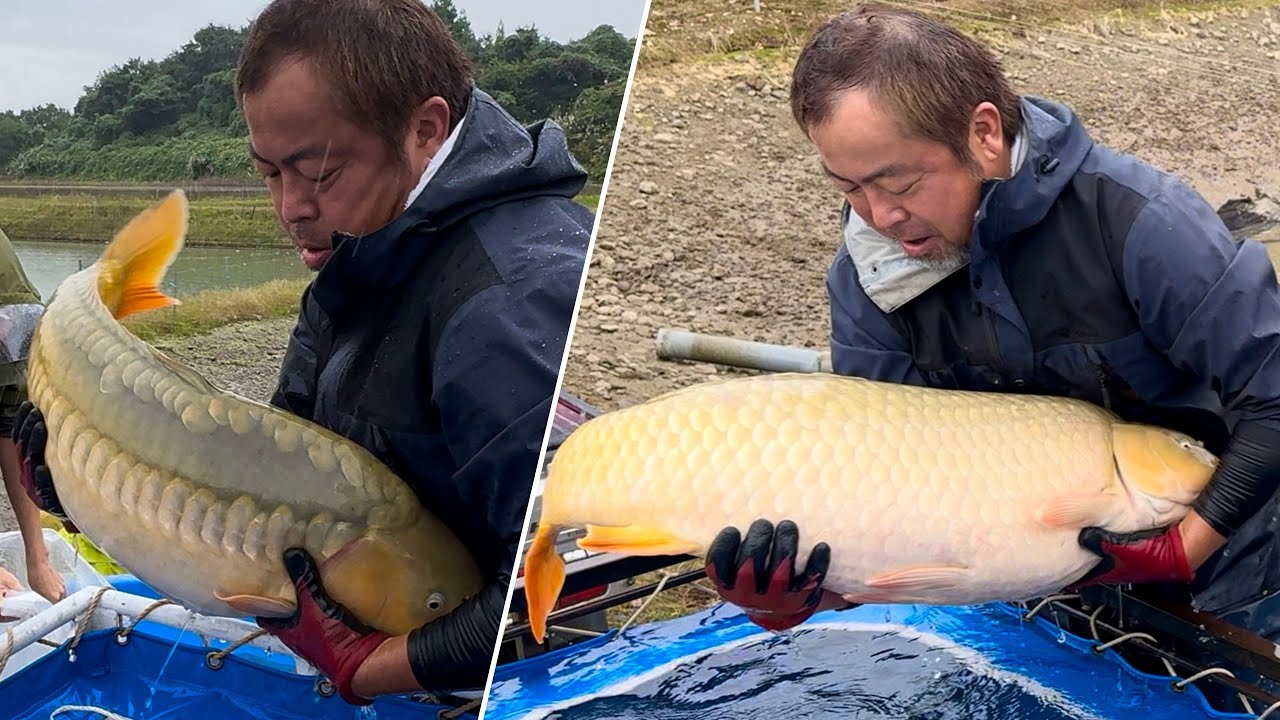 Giant Japanese Koi Fish Found in the Mountains