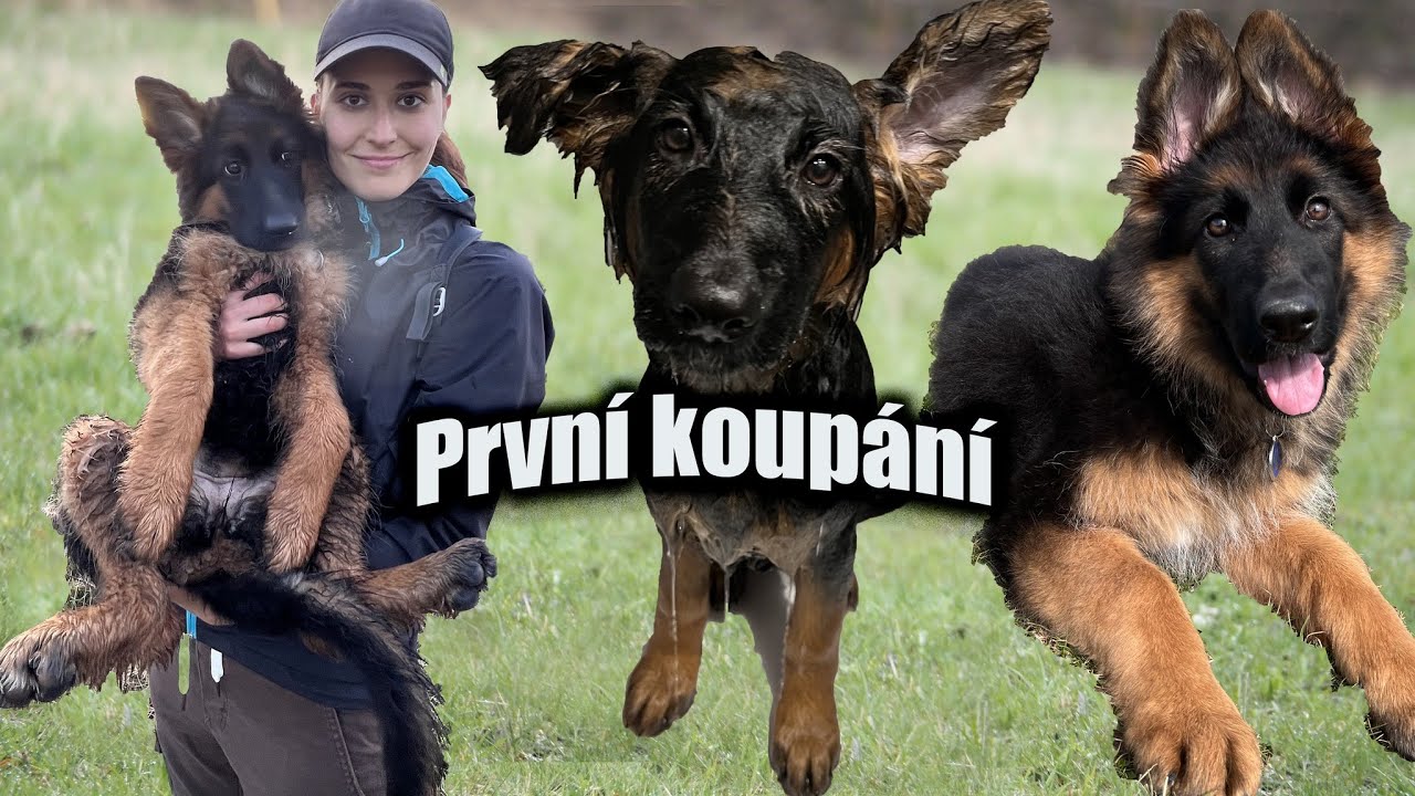 Co umí moje štěně ve 4 měsících? vzala jsem jí do zoo