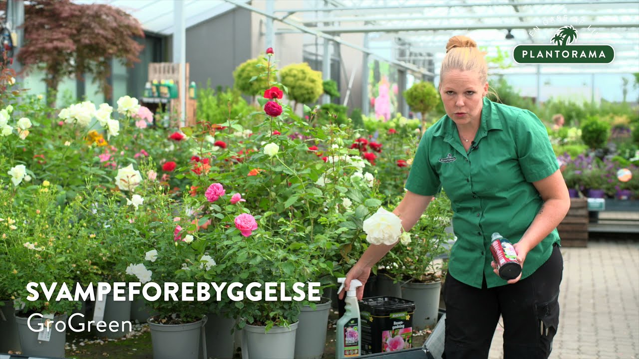 Guide til valg af roser - Plantorama