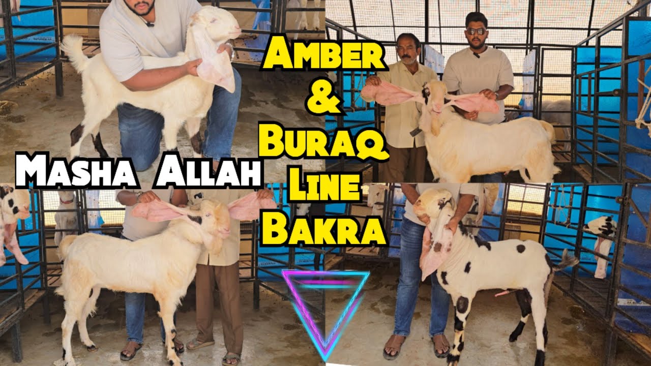 Pure Quality Hyderabadi Amber & Buraq Line Bakre Available In IDPL | Hyderabad |✓ Top Quality Bakre 