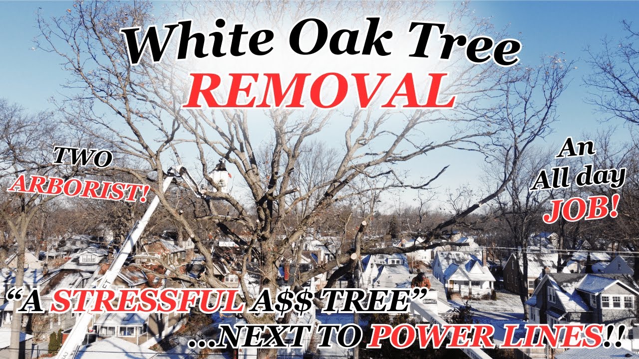 WHITE OAK TREE REMOVAL 🌳 | NEXT TO POWER LINES!! | 2 ARBORIST | GoPro + Drone footage!!