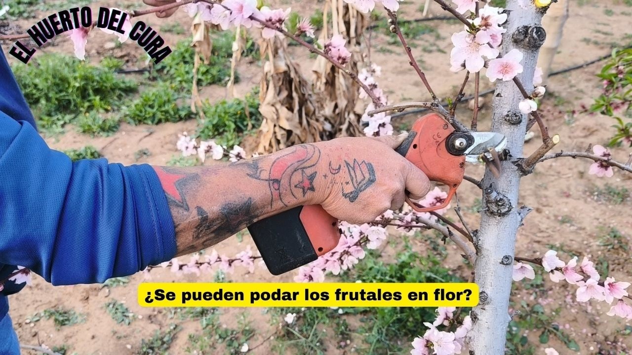 ¿Se pueden podar los frutales en flor?