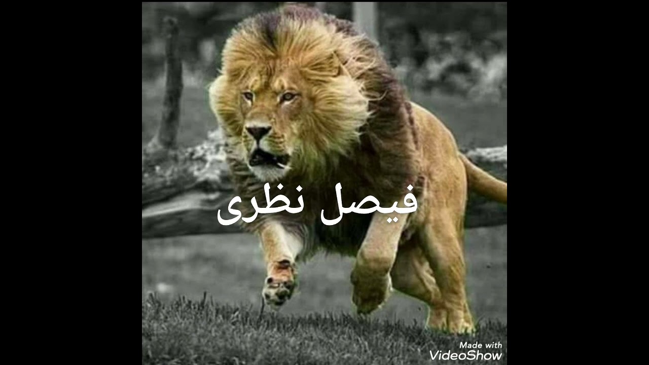 #فیصل_نظری Faisal_nazari#            میله کارته سه