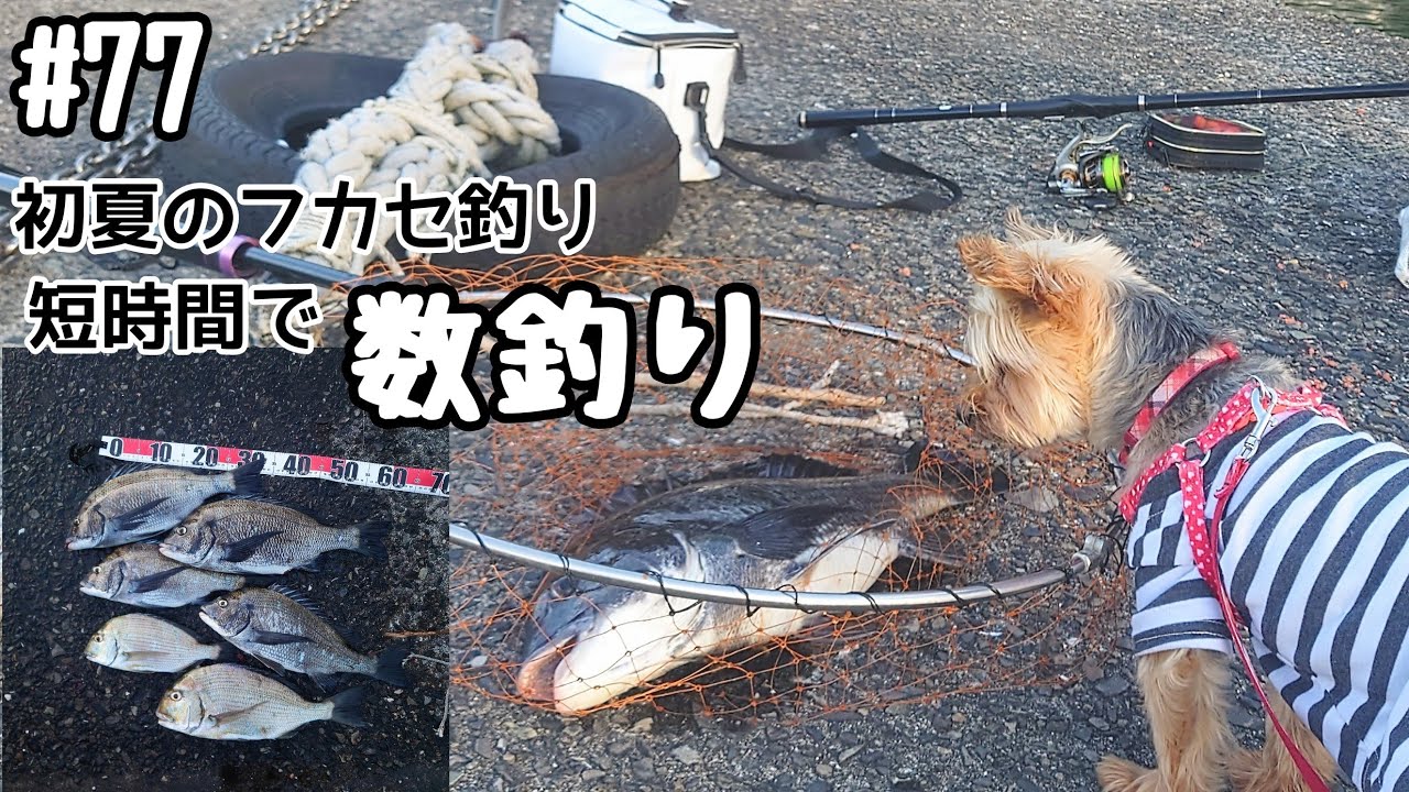 77話 夏の高水温は短時間で数釣り！