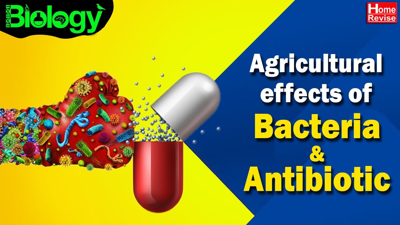 Role of Bacteria in Agriculture | How Antibiotics Work | Sources of Common Antibiotics | Biology