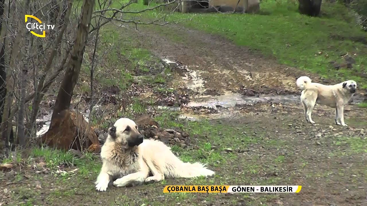 Çobanla Baş Başa/Çoban Adayları ile Buluşuyoruz.