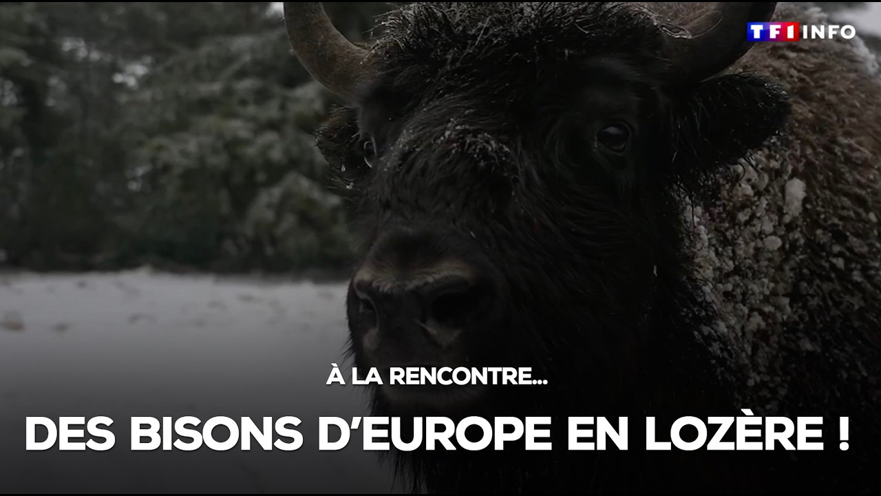 À la rencontre des bisons d'Europe... en Lozère !｜TF1 INFO