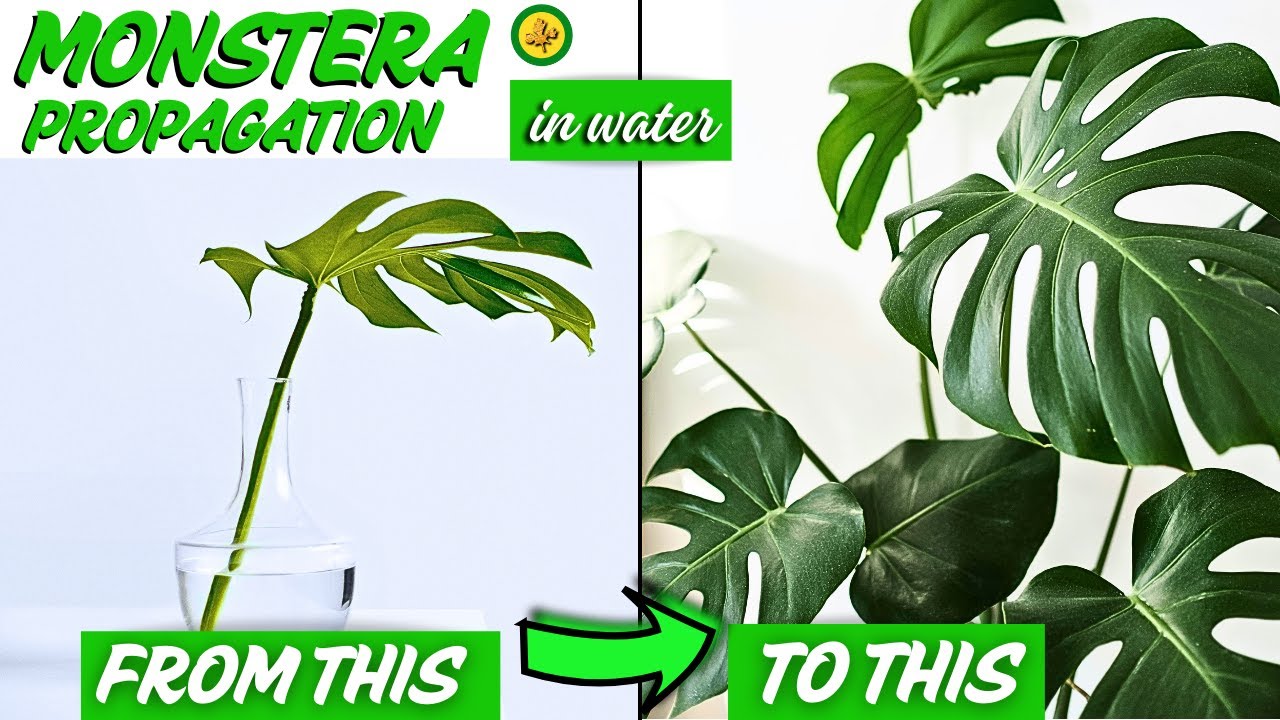 Don't Cut Your Monstera Until You Watch This! (The 