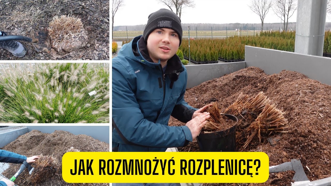 Jak rozmnożyć rozplenicę japońską przez podział? Prosty sposób na rozmnażanie traw ozdobnych
