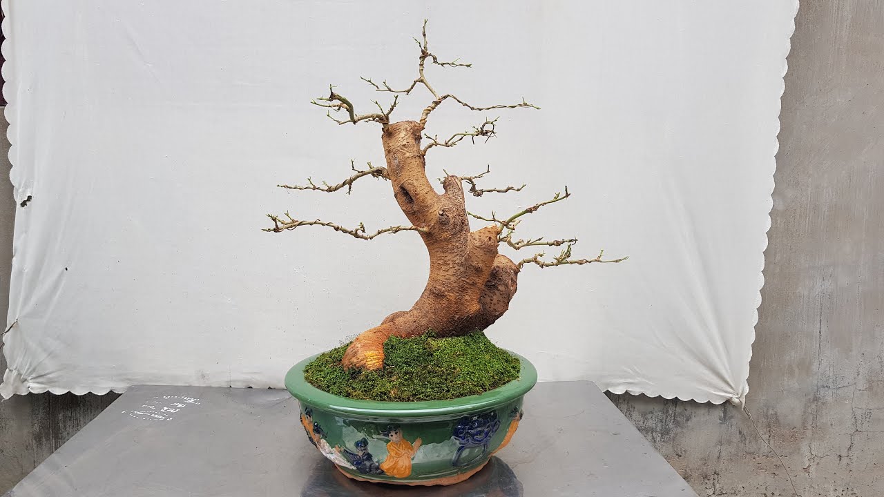Pruning and shaping to complete the mulberry bonsai work