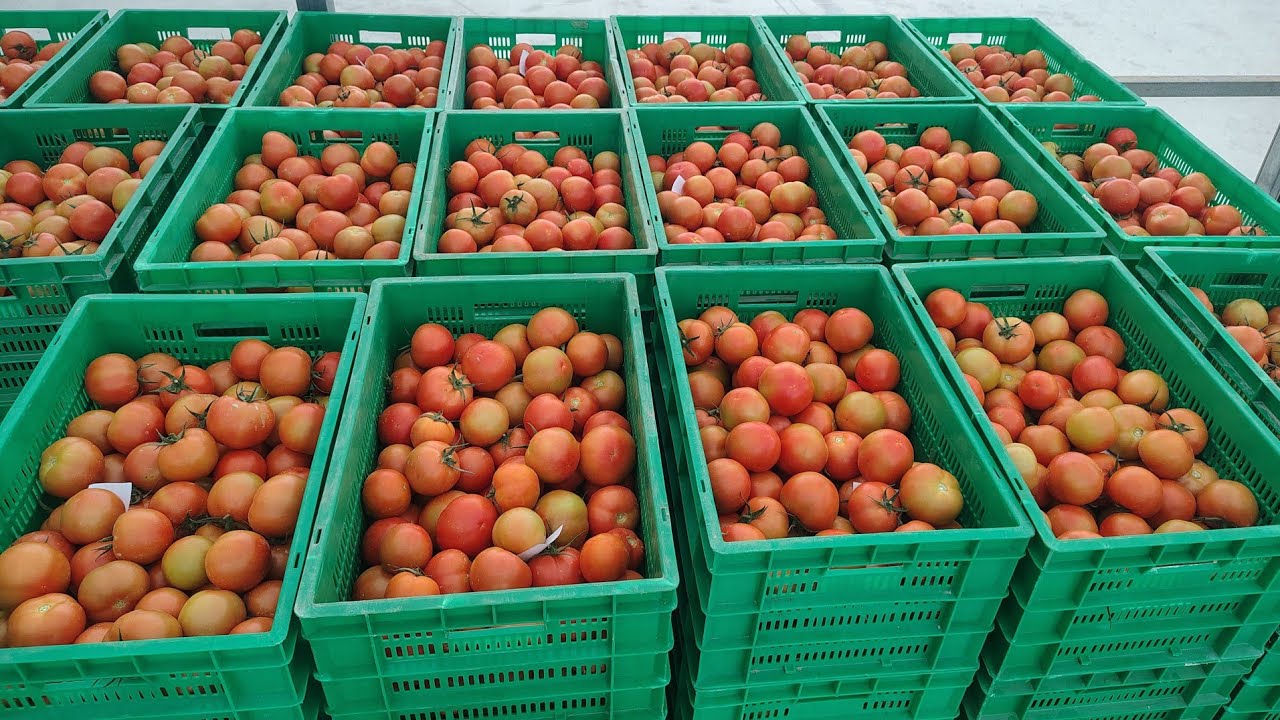 Healthy tomato harvest from our polyhouse 🍅Good management gives better yield and quality