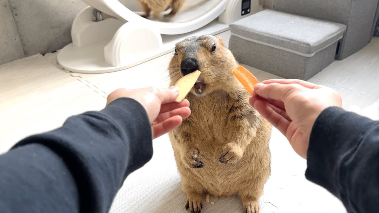 The gourmet marmot brothers