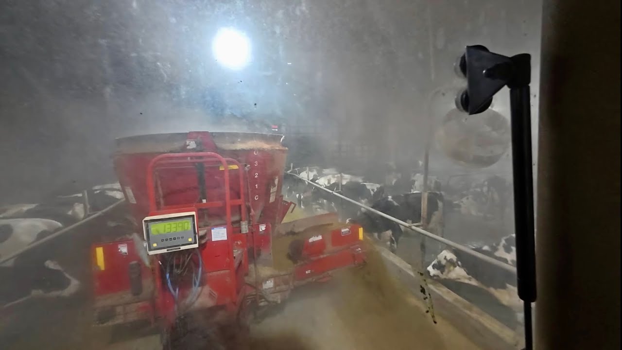 Feeding Dairy cows -12°f 