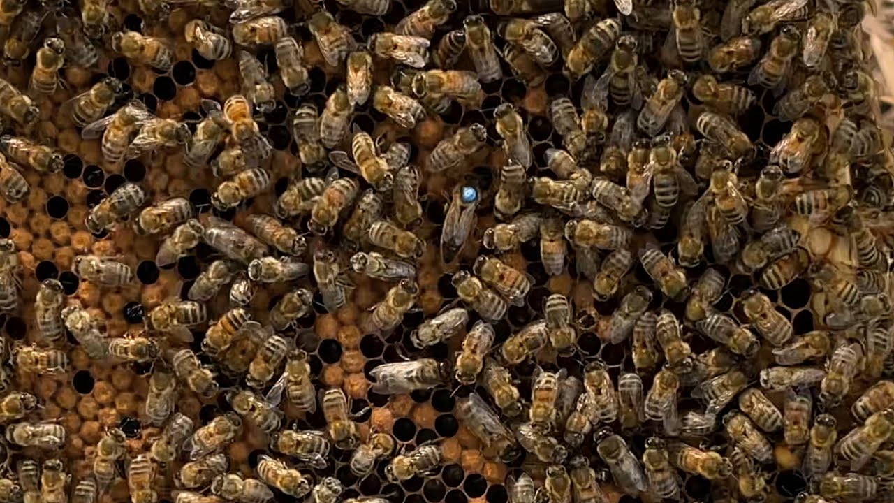 Acceptatie van een nieuwe koningin & eerste broedcontrole