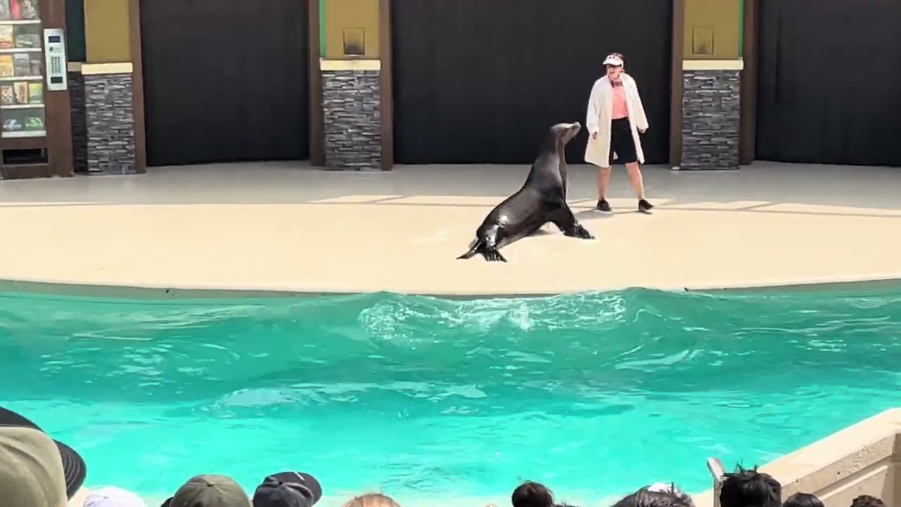 SeaWorld San Antonio 2024 - Sea Lion Otter Show