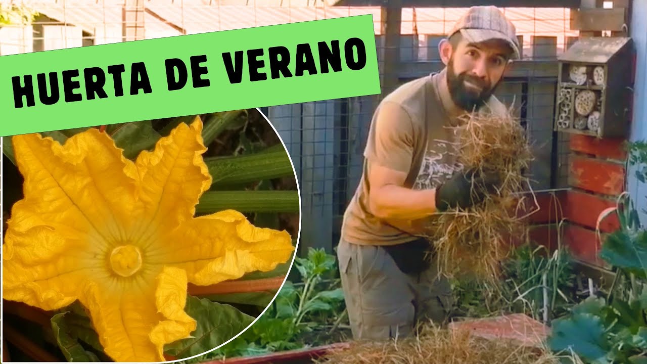 Agricultura Urbana en VERANO | Habas, Tomates, Zapallos y Acolchado Natural 🍅🌱🥒🥬🍁