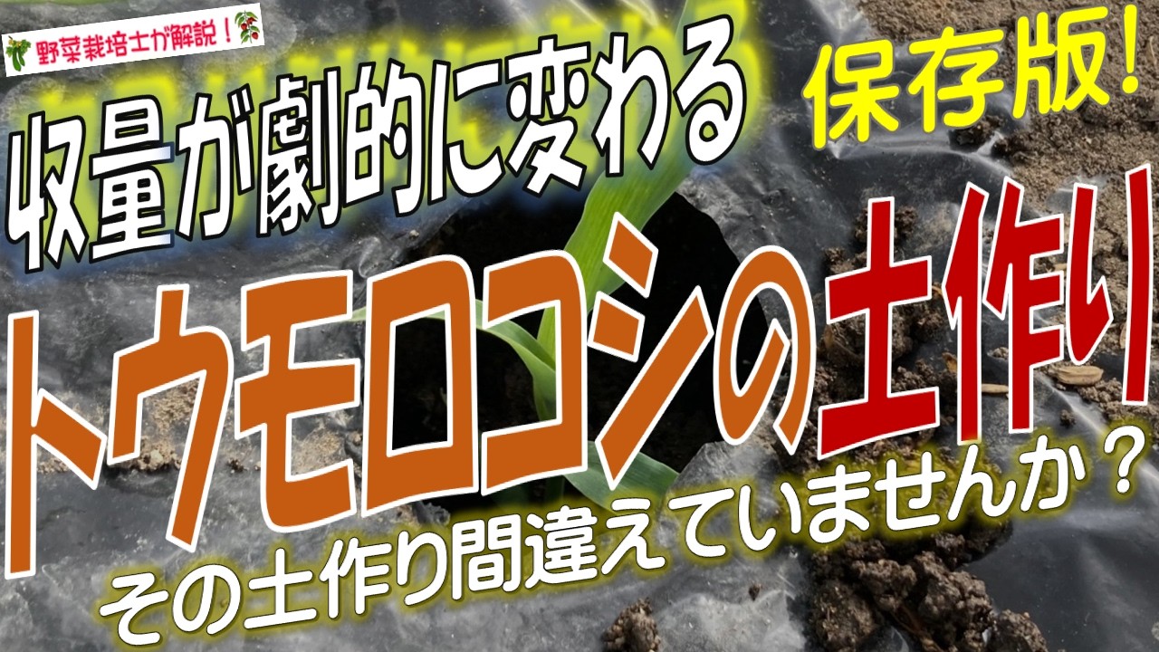 トウモロコシの土作り！こんなに差が出る！粒がぎっしり詰まった実にする土作りのコツとポイント