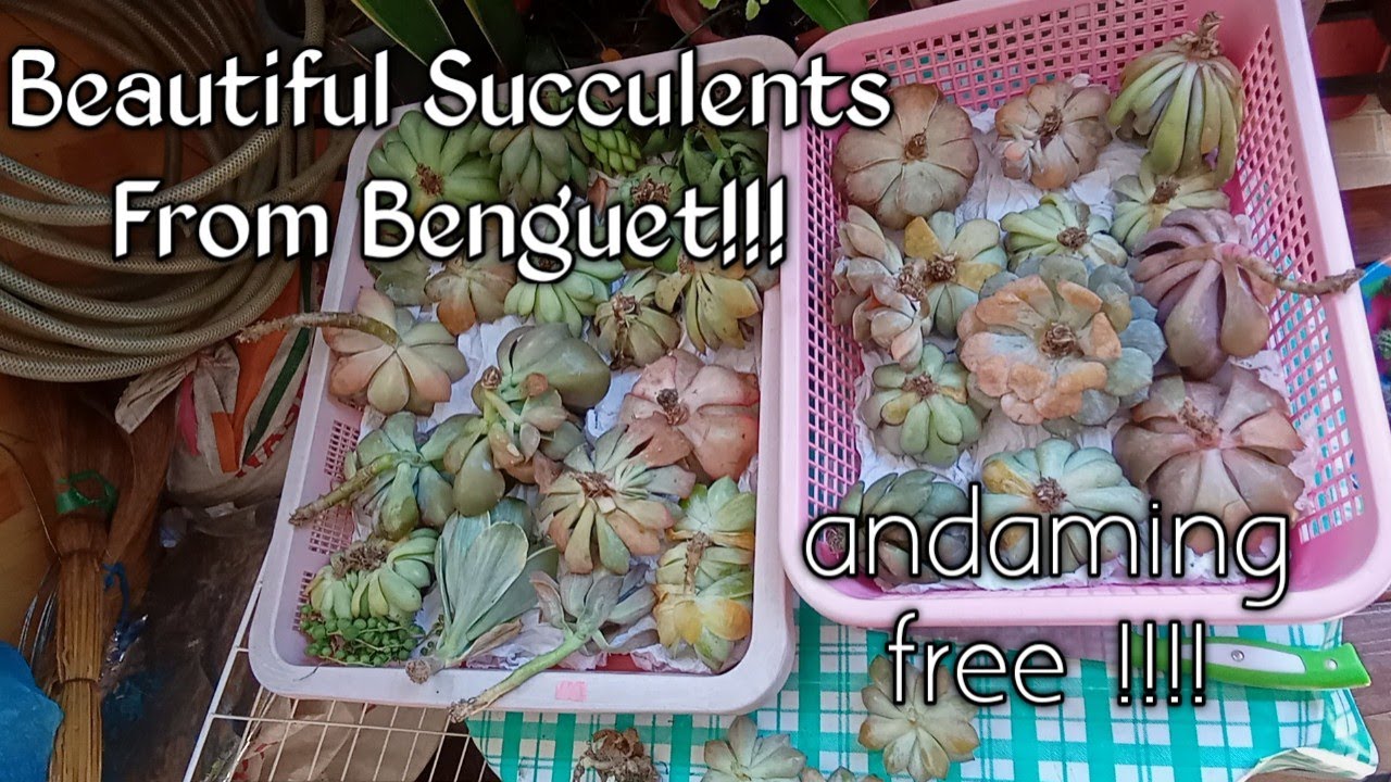 #081  Beautiful Succulents From Benguet/Unboxing/Airdrying Succulent