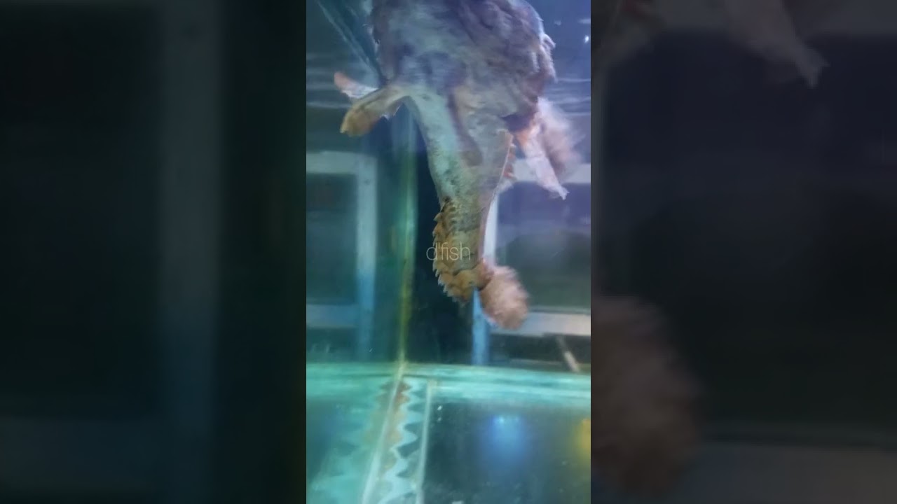 Kerapu Barong Kerapu Koko